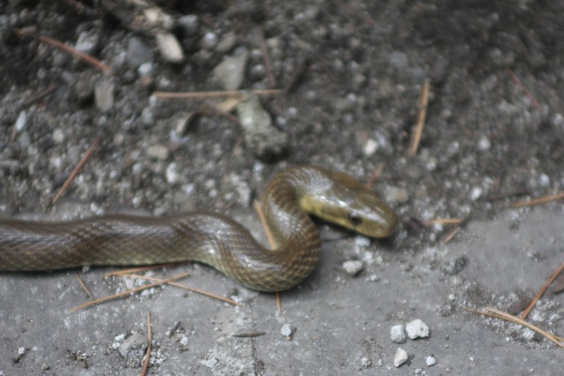 colubro esculapio e vipera